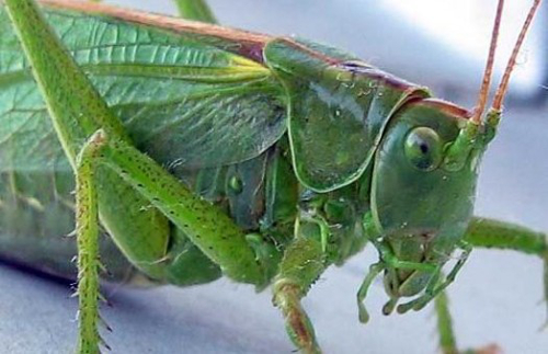 Популярные насекомые как домашние животные